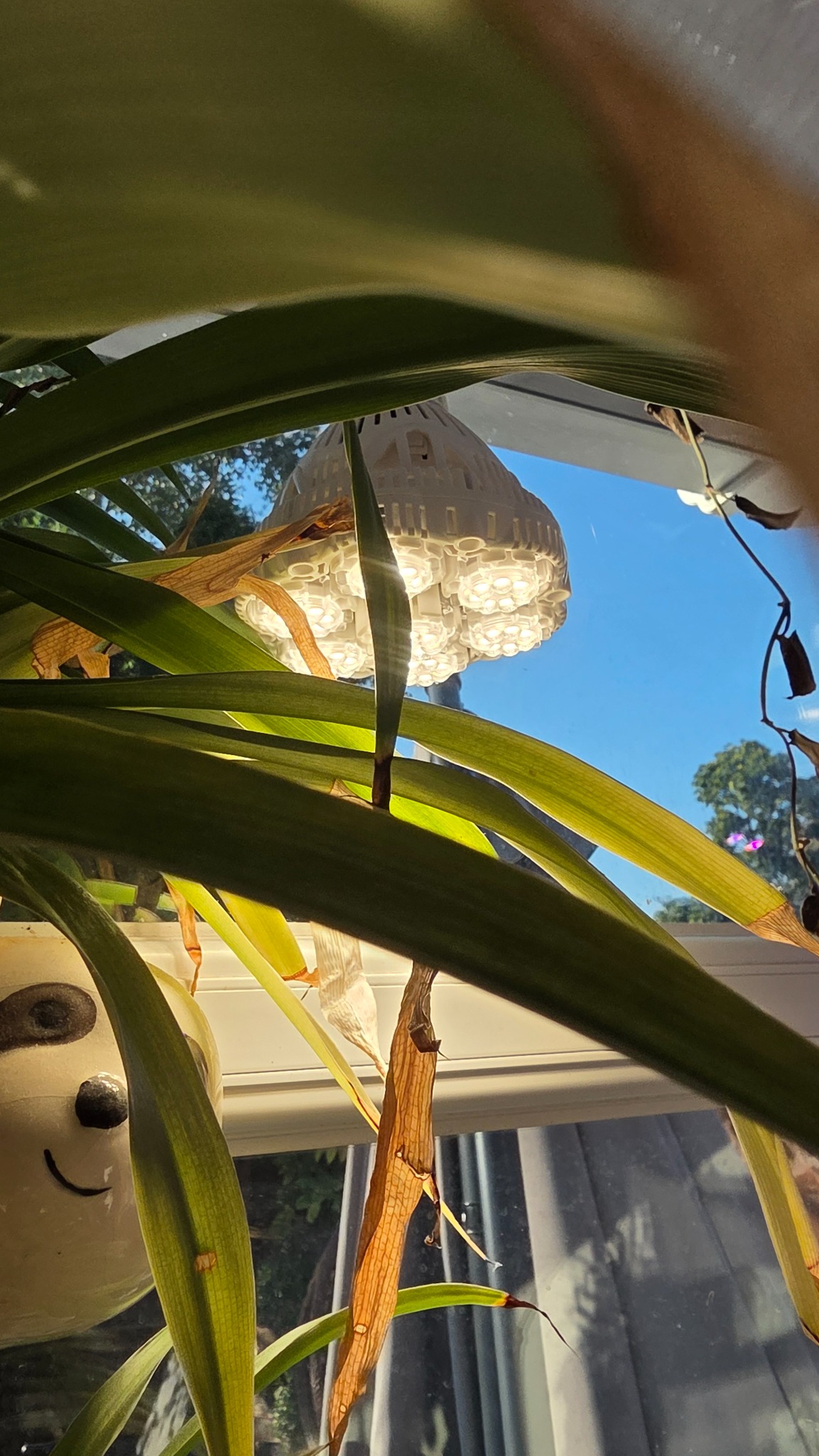Close view through plant leaves towards a bright hydroponic lamp
